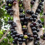 Jaboticaba