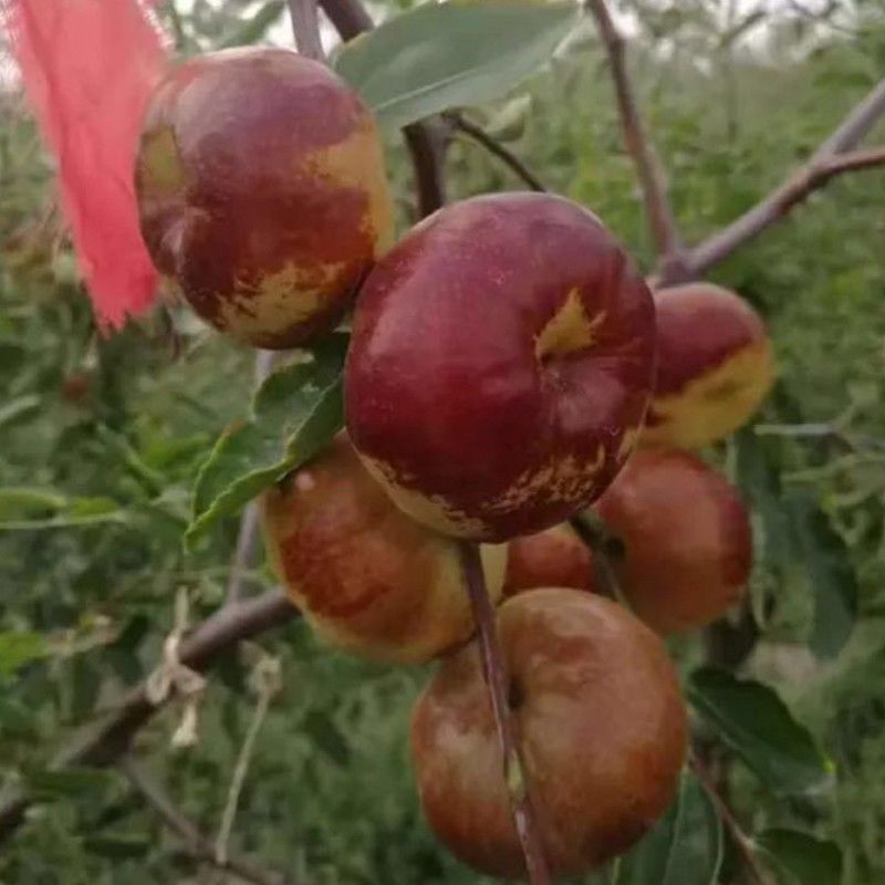 Pan Jujube Tree (蟠枣) - Exotic Tree Seller