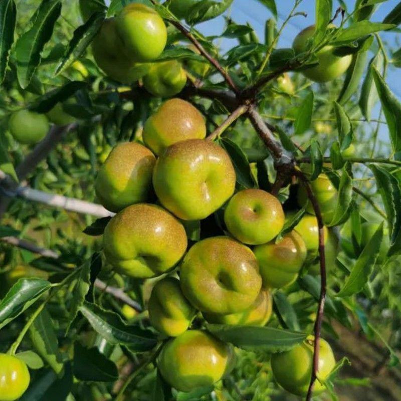 Pan Jujube Tree (蟠枣) - Exotic Tree Seller