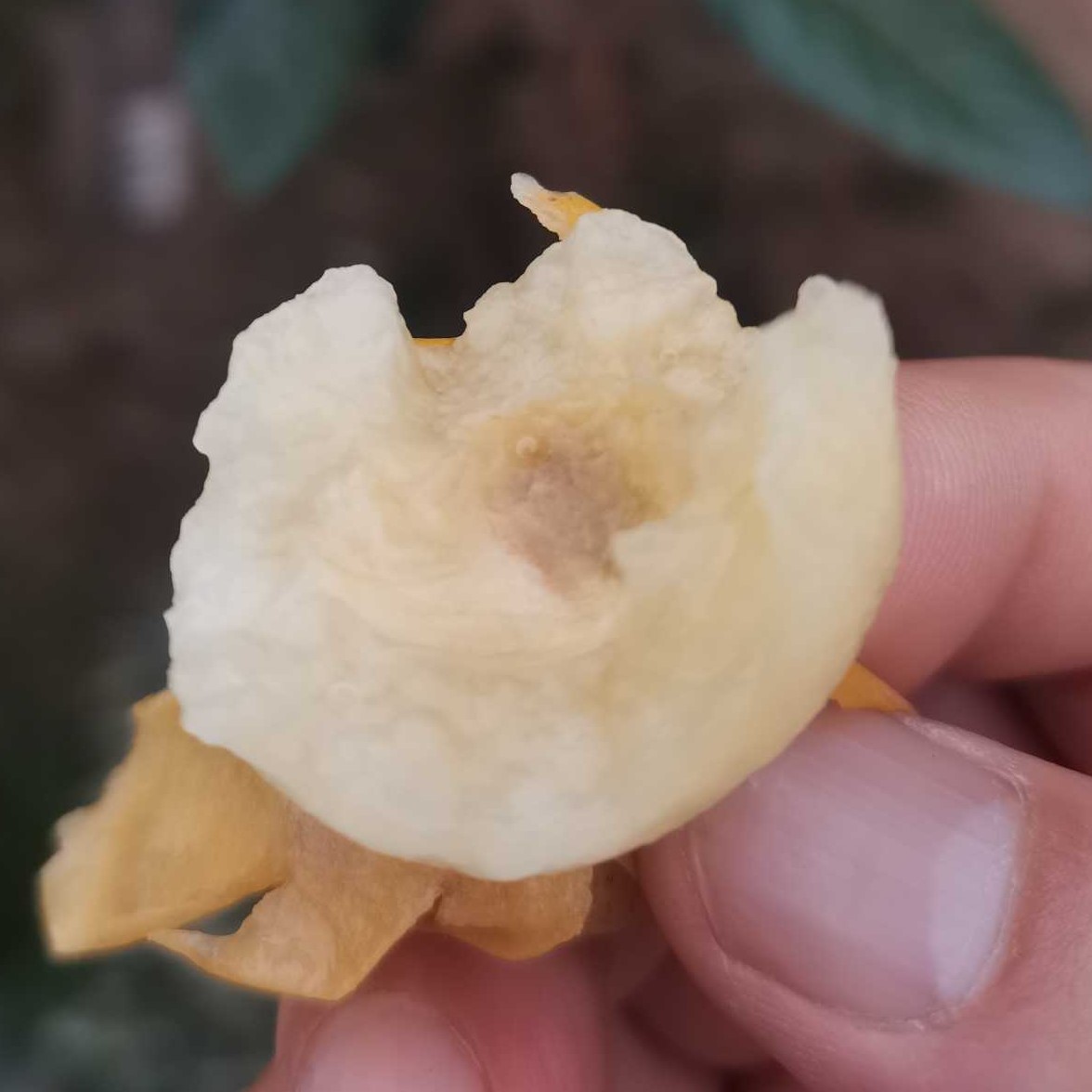 Soft Branch Baisha Loquat Tree (软条白沙枇杷) - Exotic Tree Seller