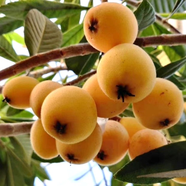 Soft Branch Baisha Loquat Tree (软条白沙枇杷) - Exotic Tree Seller
