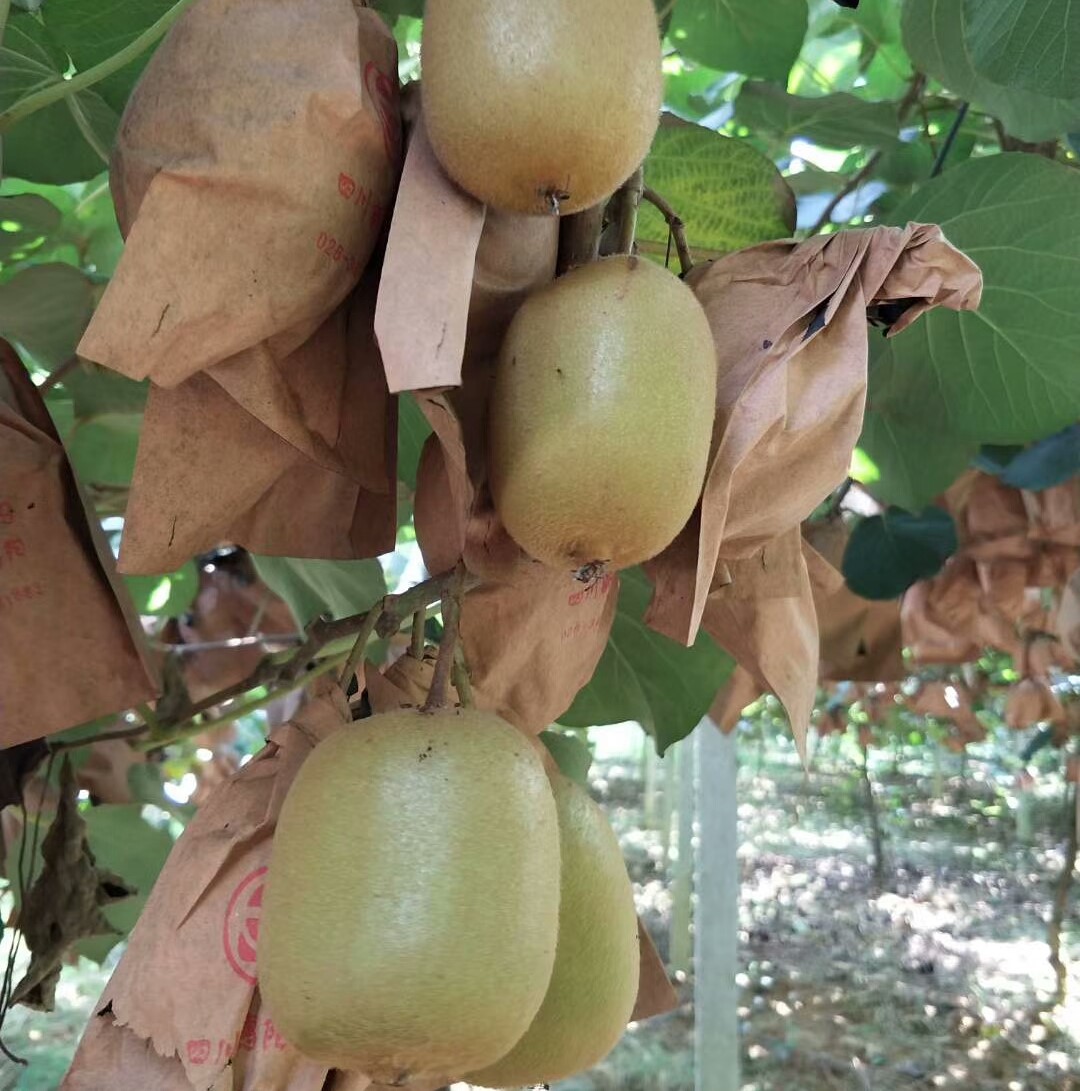 Jin Yan Golden Kiwi Vine (金艳猕猴桃) - Exotic Tree Seller