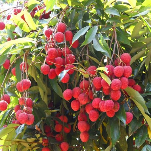 Chen Zi Lychee (陈紫荔枝) - Exotic Tree Seller