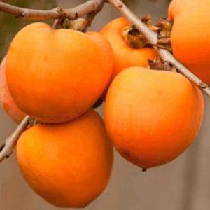 Mianchi Oxheart Persimmon (渑池牛心柿)