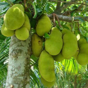 Jackfruit