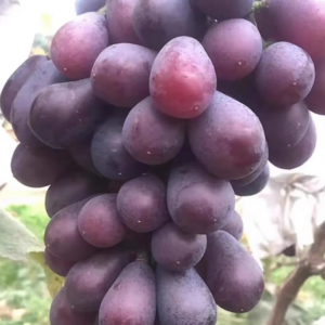 Grape
