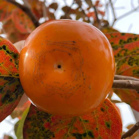 Taishu Sweet Persimmon Tree (太秋甜柿) - Exotic Tree Seller