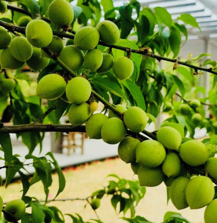 Green Chinese Plum (青梅 Shipping from October to April) - Exotic Tree Seller