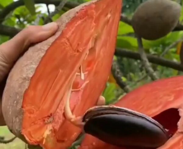 Indonesia Giant (印尼大果妈咪果)