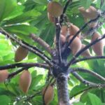 Mamey Sapote