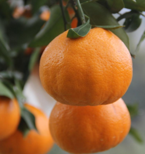 Xingjin 44  Orange (耙耙柑 春见) - Image 3