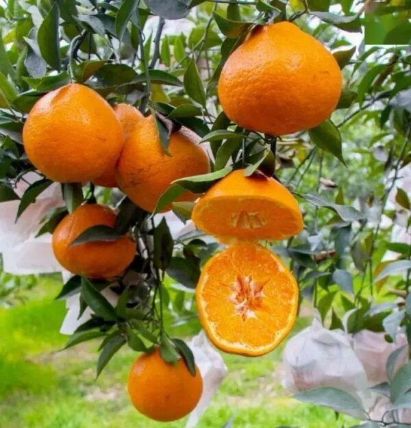 Xingjin 44  Orange (耙耙柑 春见)