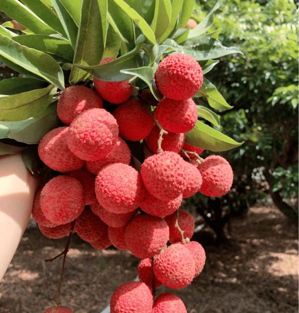 Crystal Ball Lychee (水晶球荔枝)