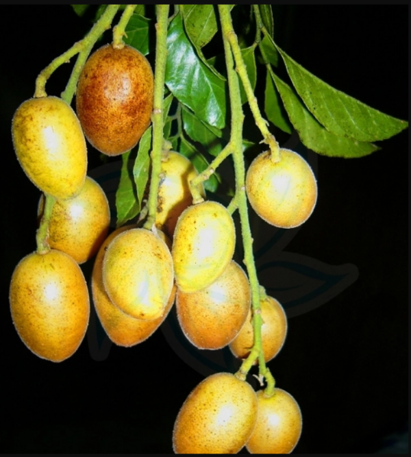 Single Seed Wampee (独核黄皮)