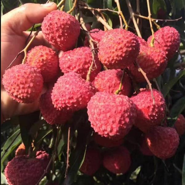 Lan Zhu Lychee (兰竹荔枝) - Exotic Tree Seller