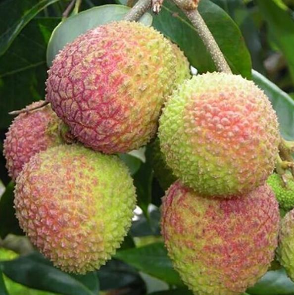 Lan Zhu Lychee (兰竹荔枝) - Exotic Tree Seller