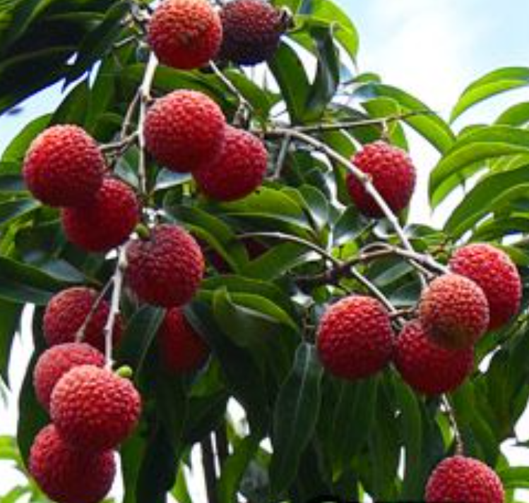 Lan Zhu Lychee (兰竹荔枝) - Exotic Tree Seller