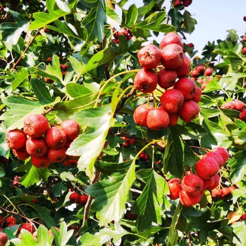 Xiao Jin Xing Hawthorn (小金星山楂) - Exotic Tree Seller