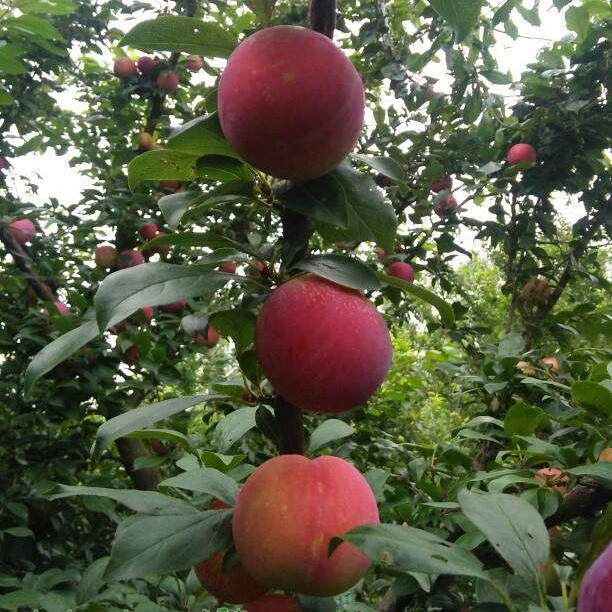 Guiling Plum Tree (贵凌李) - Exotic Tree Seller