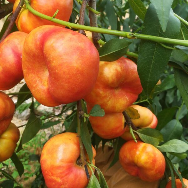 Zhongyoupan No. 9 Flat Nectarine (中油蟠9号桃)