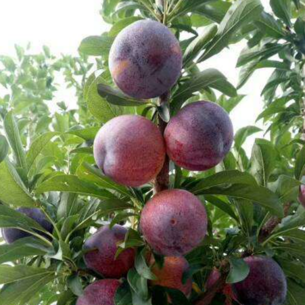 Guo Feng 7 Plum (国峰7号李)