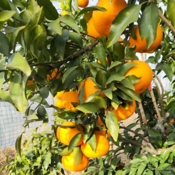 Setoka Orange (濑户见柑橘) - Image 2