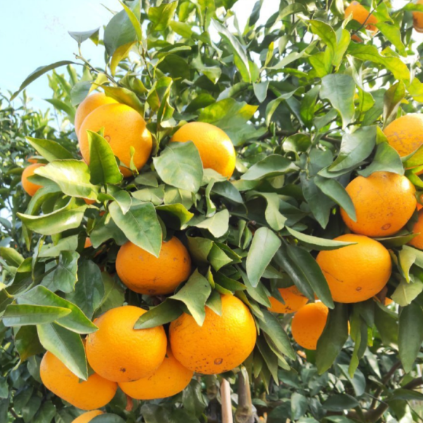 Setoka Orange (濑户见柑橘)