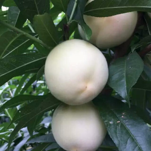 Bai Ru Yu Peach (白如玉桃)