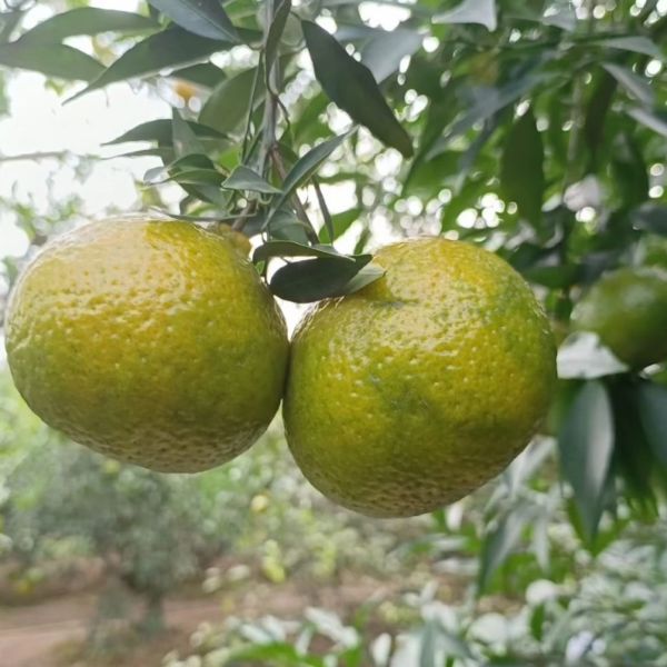 Chazhi Tangerine (茶枝柑) - Image 2
