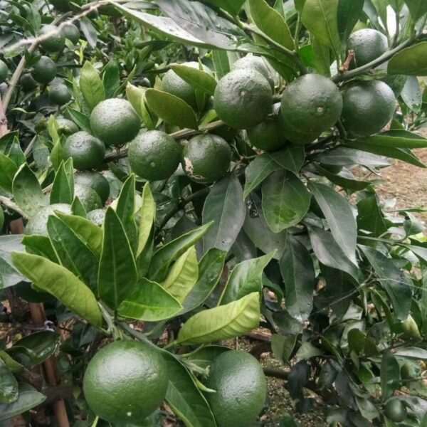 Sunshine 1 Mandarin (阳光一号特早熟蜜桔) - Image 2