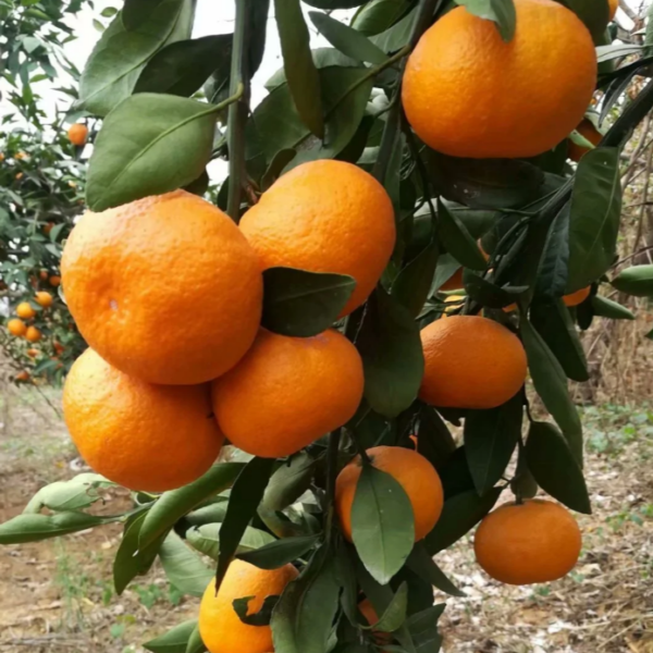 Sunshine 1 Mandarin (阳光一号特早熟蜜桔)