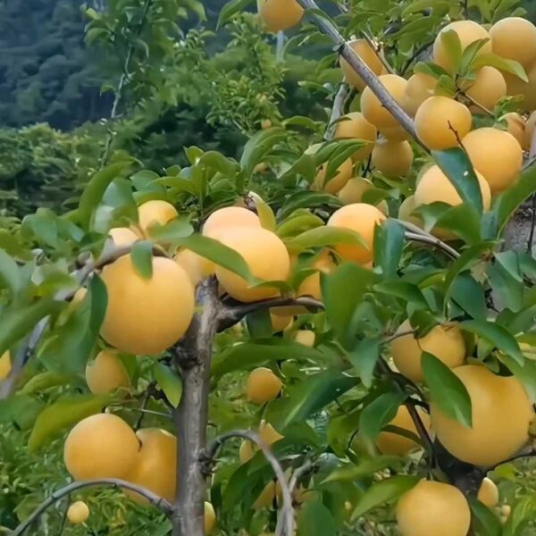 Yellow Champagne Plum (黄香槟李)