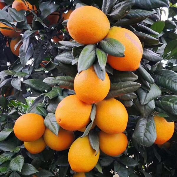 Longhui Red Navel Orange (龙回红脐橙)