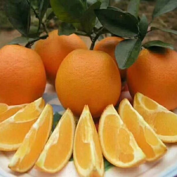 Longhui Red Navel Orange (龙回红脐橙) - Image 2