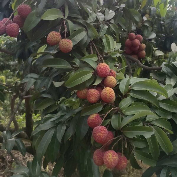 Guan Xiang Lychee (莞香荔枝)