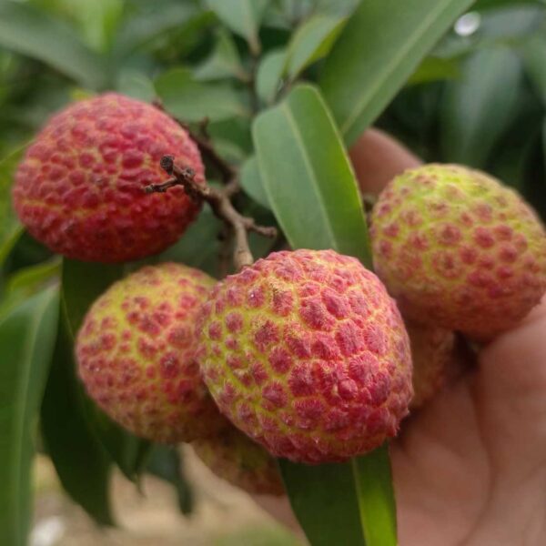 Guan Xiang Lychee (莞香荔枝) - Image 2