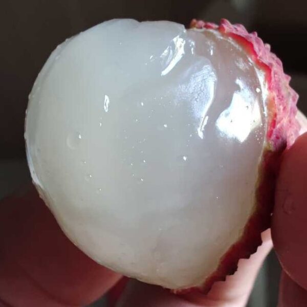 Guan Xiang Lychee (莞香荔枝) - Image 3