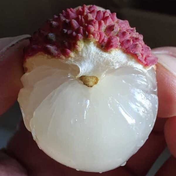 Guan Xiang Lychee (莞香荔枝) - Image 4