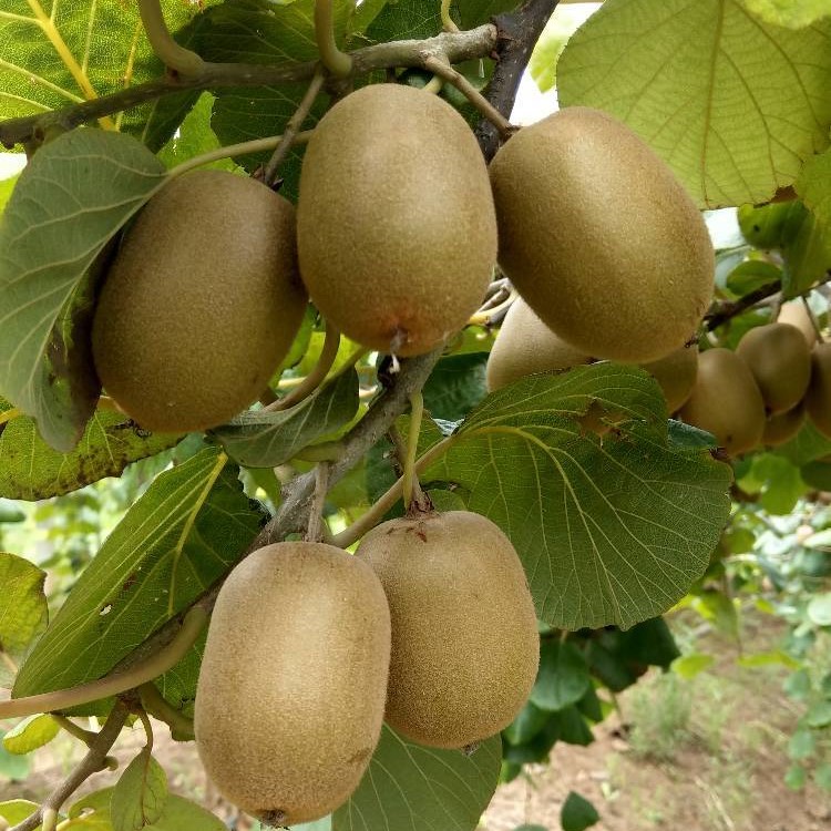 Jin Yang Golden Kiwi Vine (金阳猕猴桃) - Exotic Tree Seller