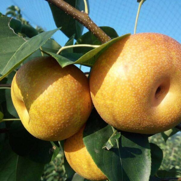 kisui Pear (喜水梨)