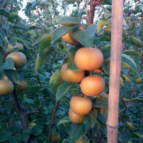kisui Pear (喜水梨) - Image 2