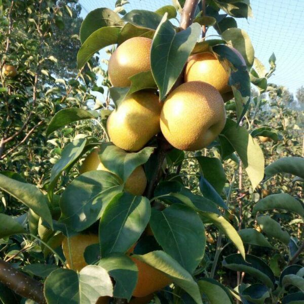 kisui Pear (喜水梨) - Image 3