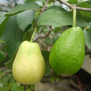 Shuji Early Red Guava (书记早熟红番石榴)