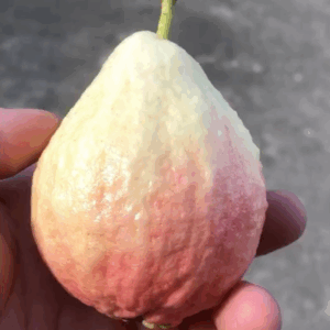 Shuji Early Red Guava (书记早熟红番石榴)