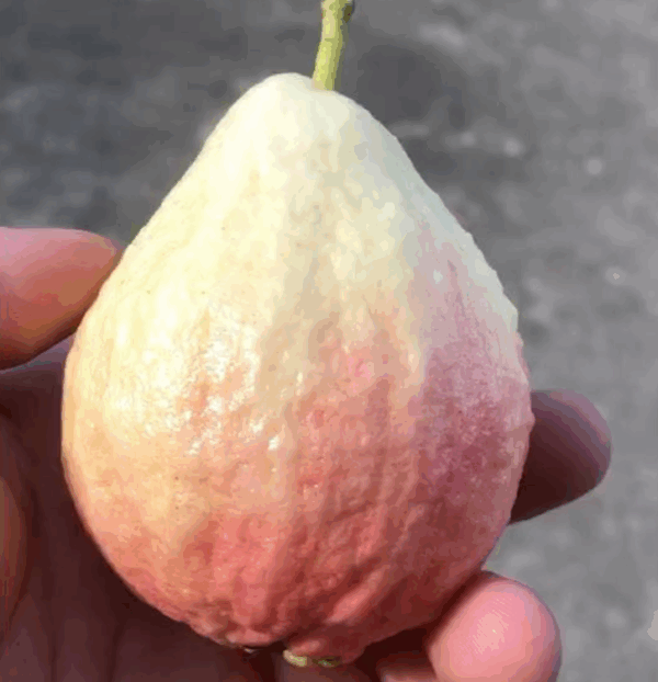 Shuji Early Red Guava (书记早熟红番石榴) - Image 2