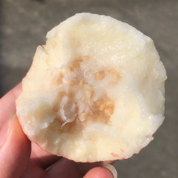 Shuji Early Red Guava (书记早熟红番石榴) - Image 4