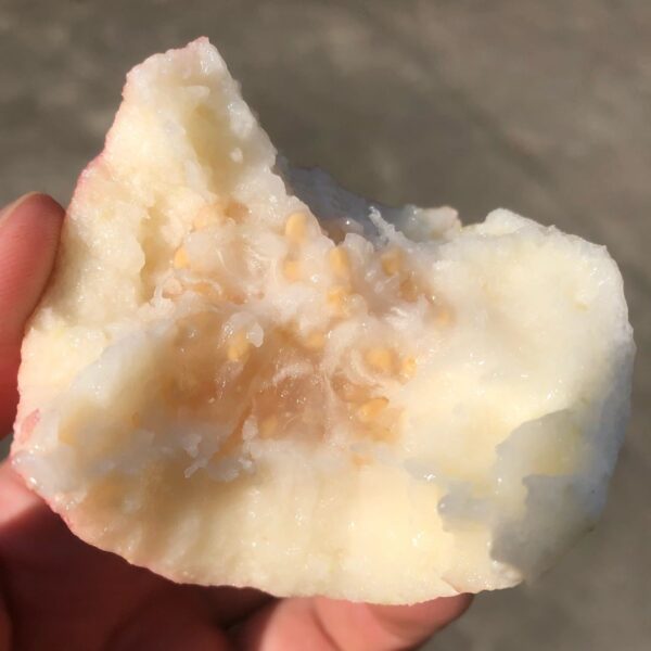 Shuji Early Red Guava (书记早熟红番石榴) - Image 5