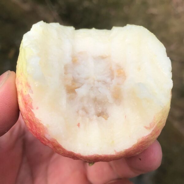Shuji Early Red Guava (书记早熟红番石榴) - Image 3