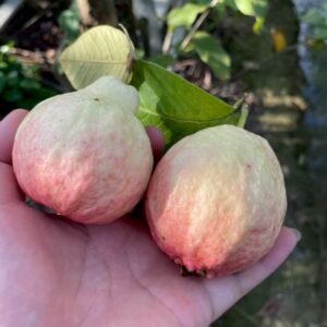 Pengqi No.1 Guava (彭七1号番石榴)