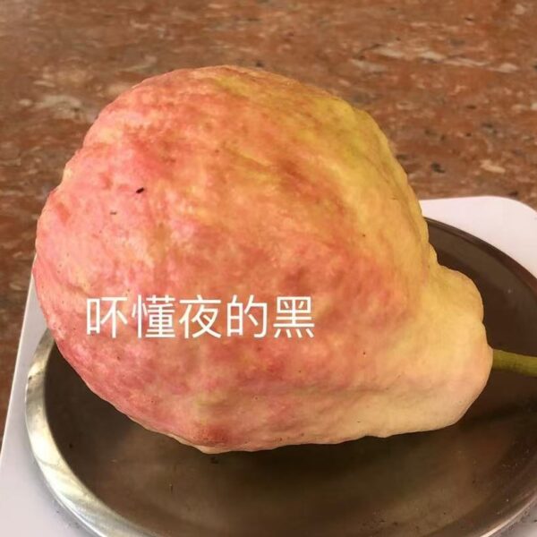 Honey Seven Guava (蜜七番石榴)